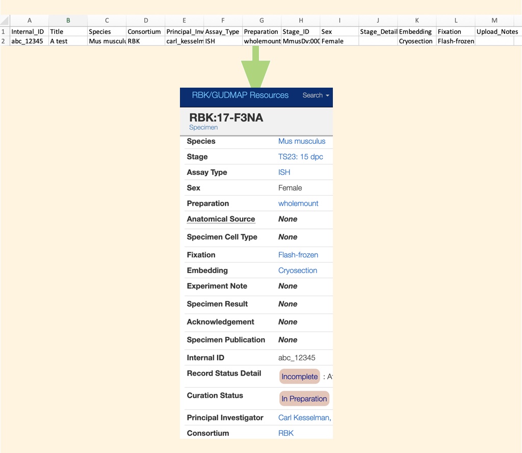 CSV-to-specimen relationships