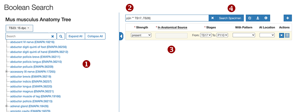 Annotated view of the Boolean Anatomy Search app