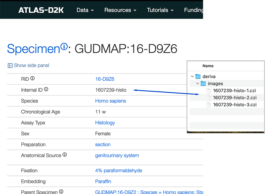 Relationships between specimen Internal_ID values and image file names