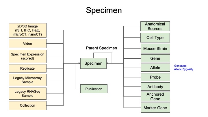 Chart of Data Model for Specimen records
