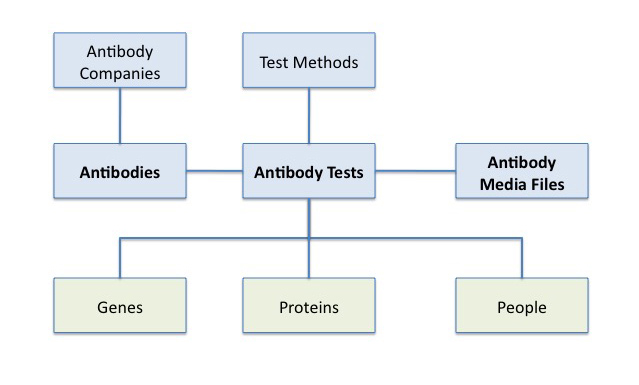 Antibody schema diagram