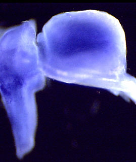 N-FEFC-southard-smith-ISH