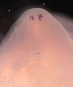 cohn-brightfield-N-FH8T