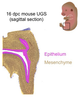 UGS and other components of a 16 dpc male mouse lower urinary tract - saggital