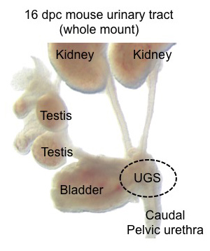 UGS and other components of a 16 dpc male mouse lower urinary tract - whole mount