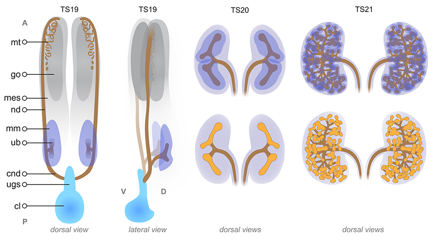 Development of the metanephros - 3D