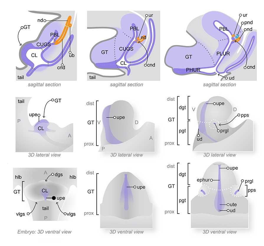 Development of the genital tubercle - TS19 to TS21