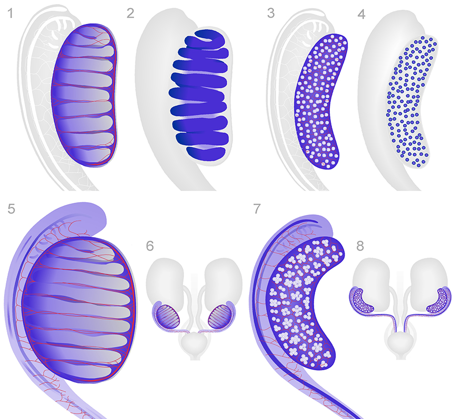 Schematic diagrams of germ cells in the ovary and testis