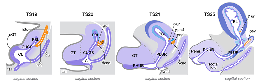 Development of the bladder and urethra TS19-TS25