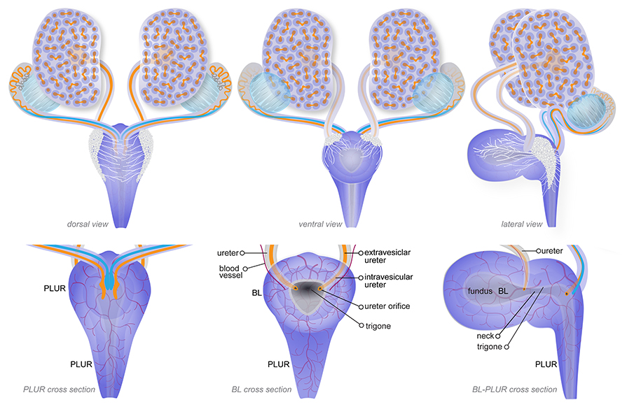 Anatomy of the urinary system at TS23 (15dpc)