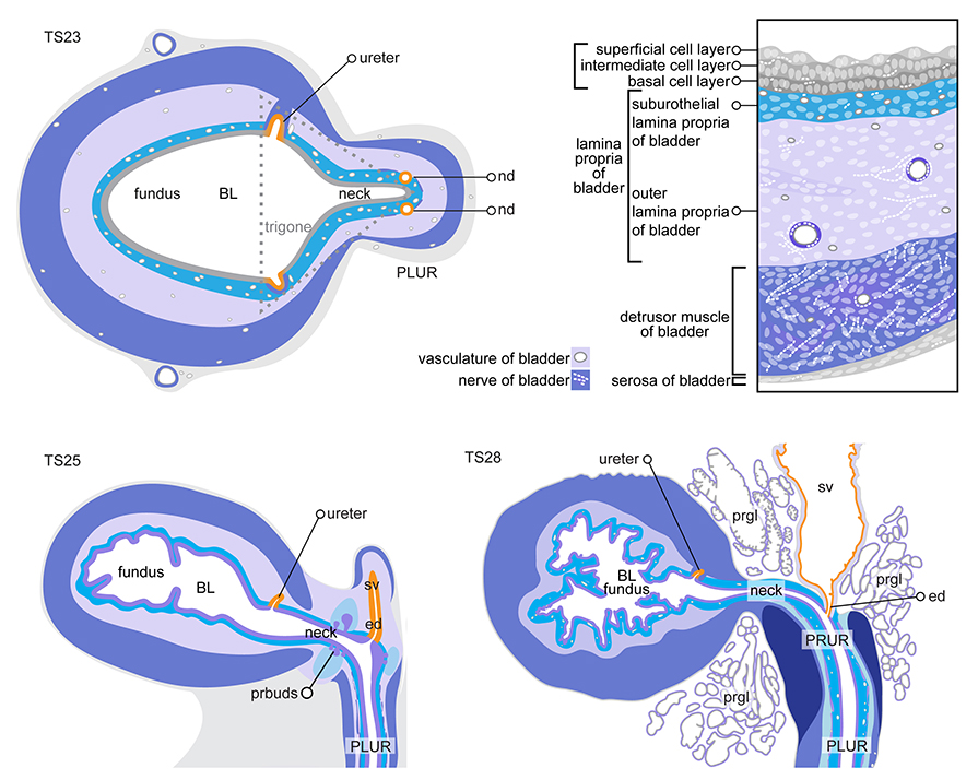 Tissue layers of the bladder