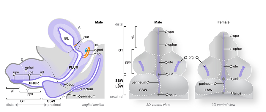 Sexual differentiation of the genital tubercle and labioscrotal swellings