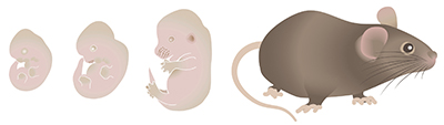 mouse embryogenesis