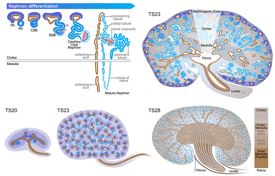 Nephrogenesis and nephron differentiation