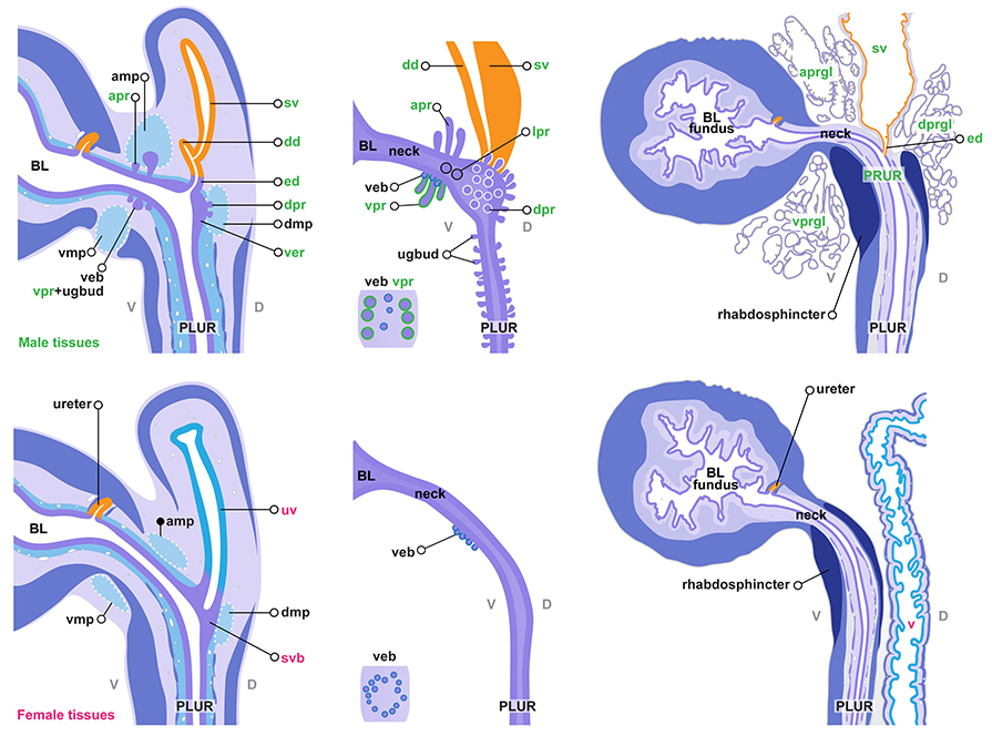 Sex-specific differentiation of the pelvic urethra