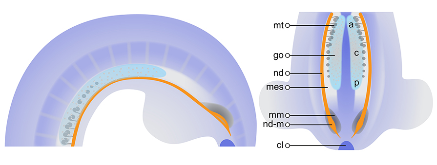 The early urogenital system at TS17 (10.5 dpc)
