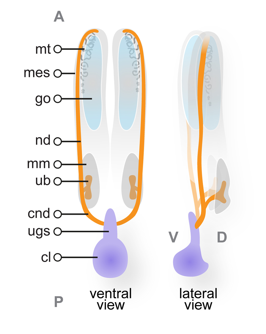 TS19 (11.5 dpc) urogenital system