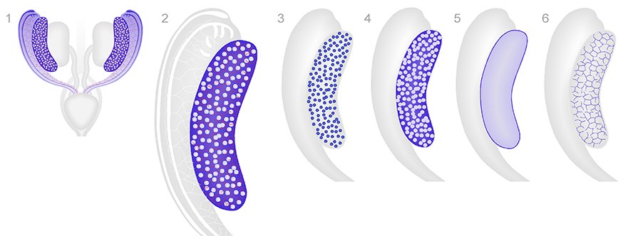 Major anatomical structures of the ovary