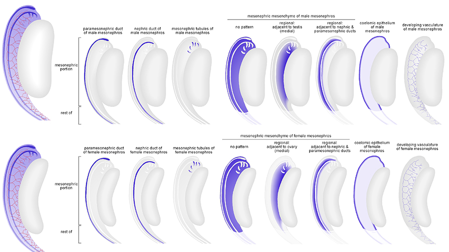 The mesonephros, nephric and paramesonephric ducts