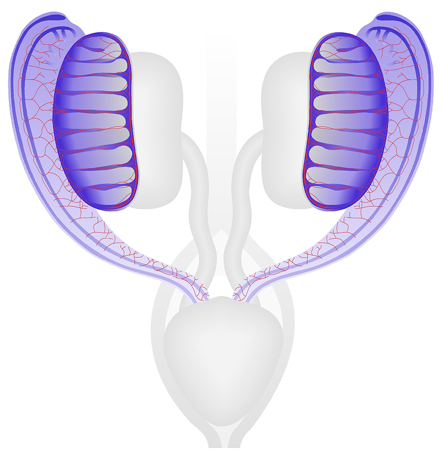 Male Reproductive System at TS21 (13 dpc)