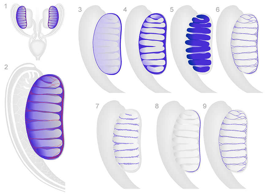 Major anatomical sructures of the testis