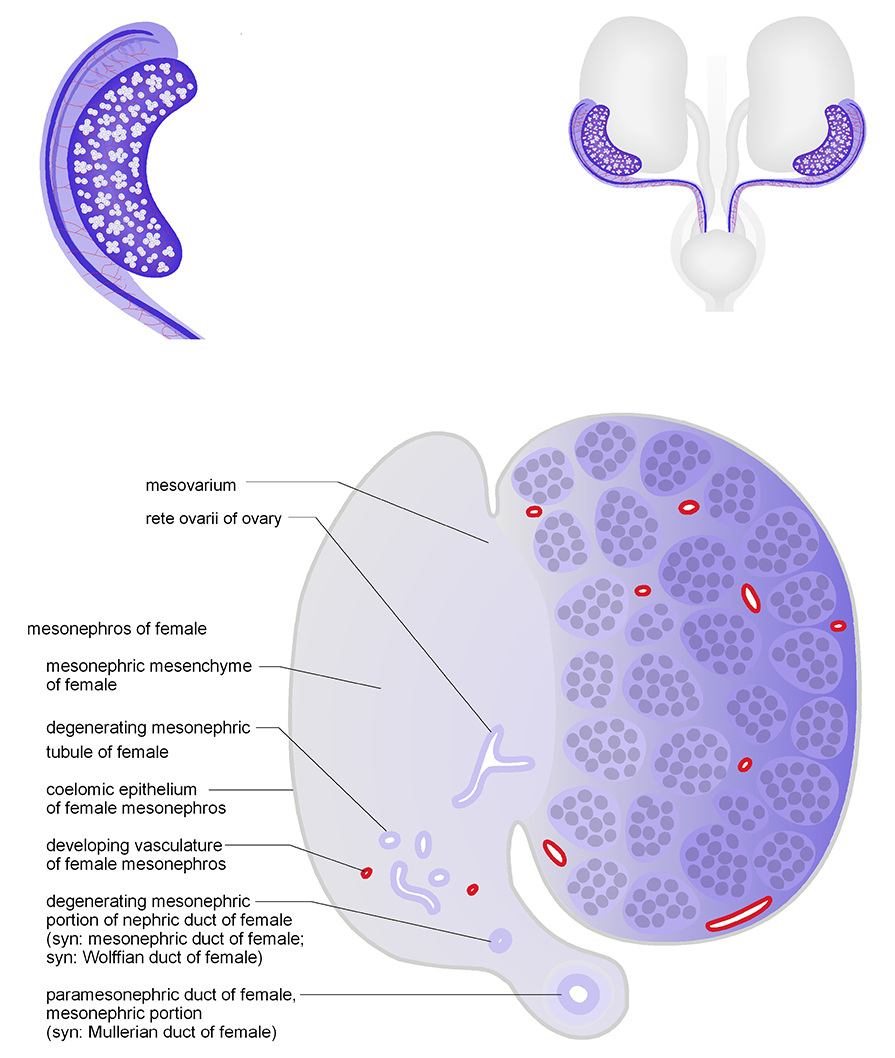 The mesonephros of female in cross section