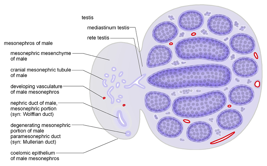 The mesonephros of male in cross section
