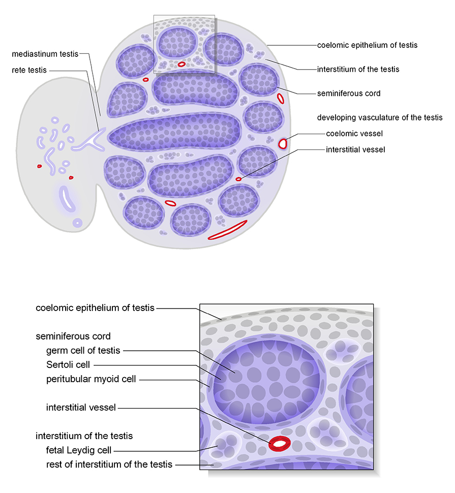 The testis in cross section at TS23