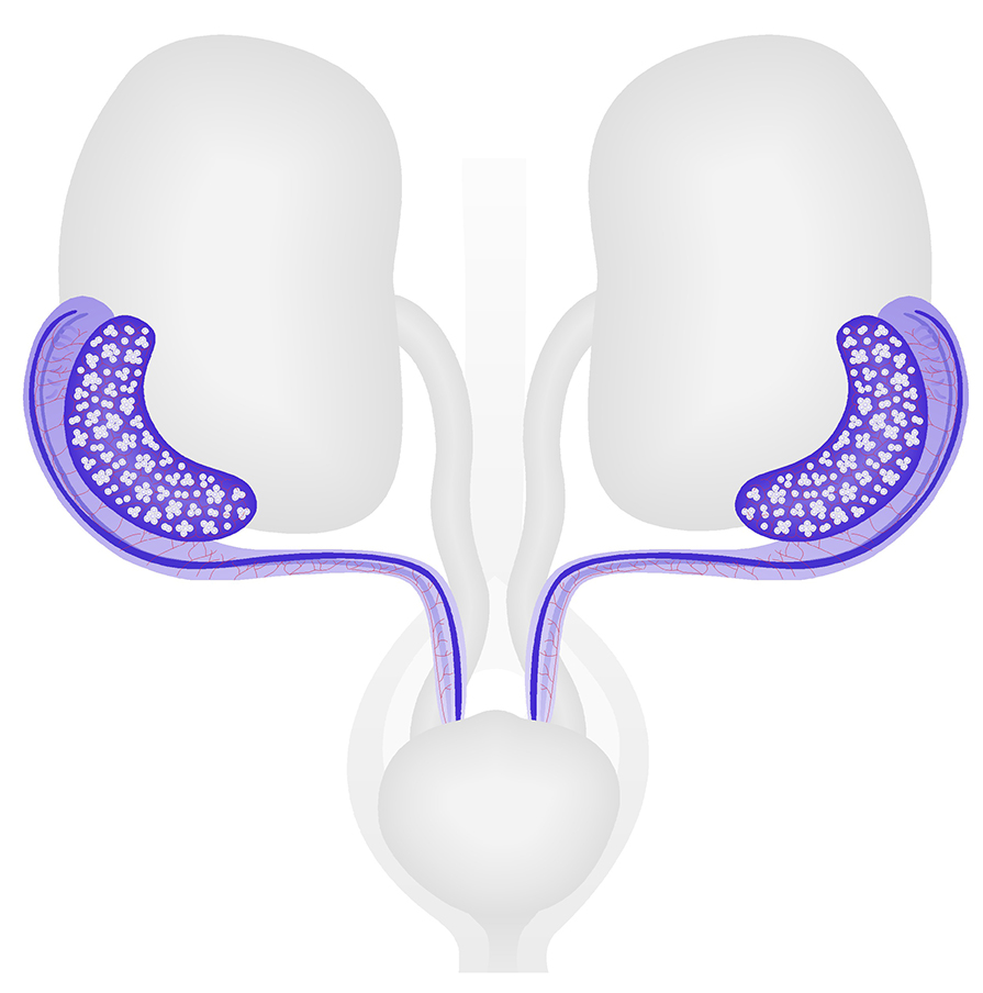 Female Reproductive System at TS23 (15 dpc)