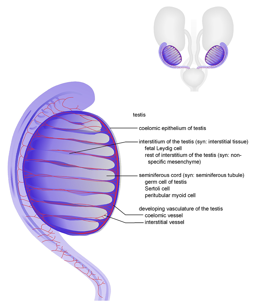 The testis and mesonephros of male at TS23 (15 dpc)