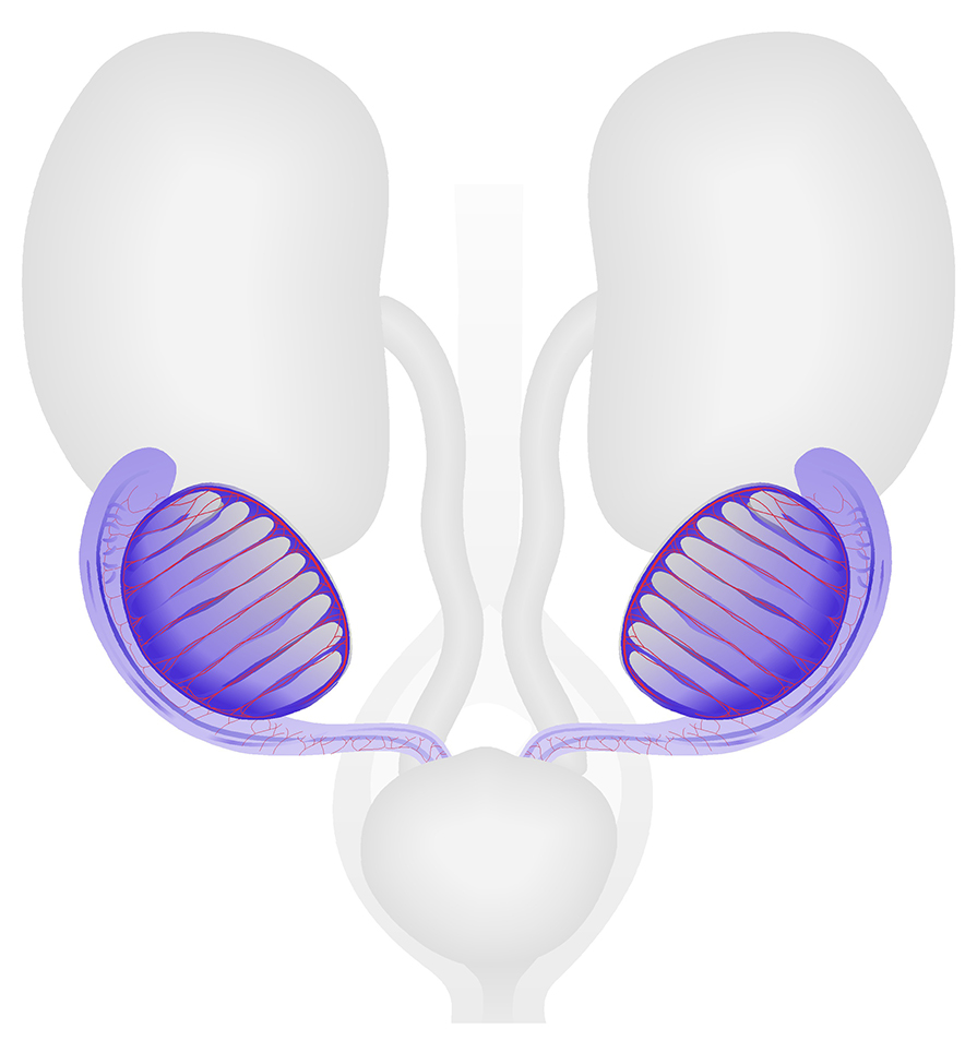 Male Reproductive System at TS23 (15dpc)