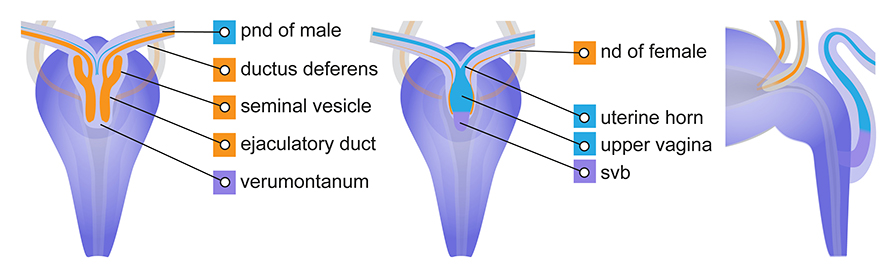 Sex-specific differentiation of the paramesonephric and nephric ducts and their connection to the pelvic urethra