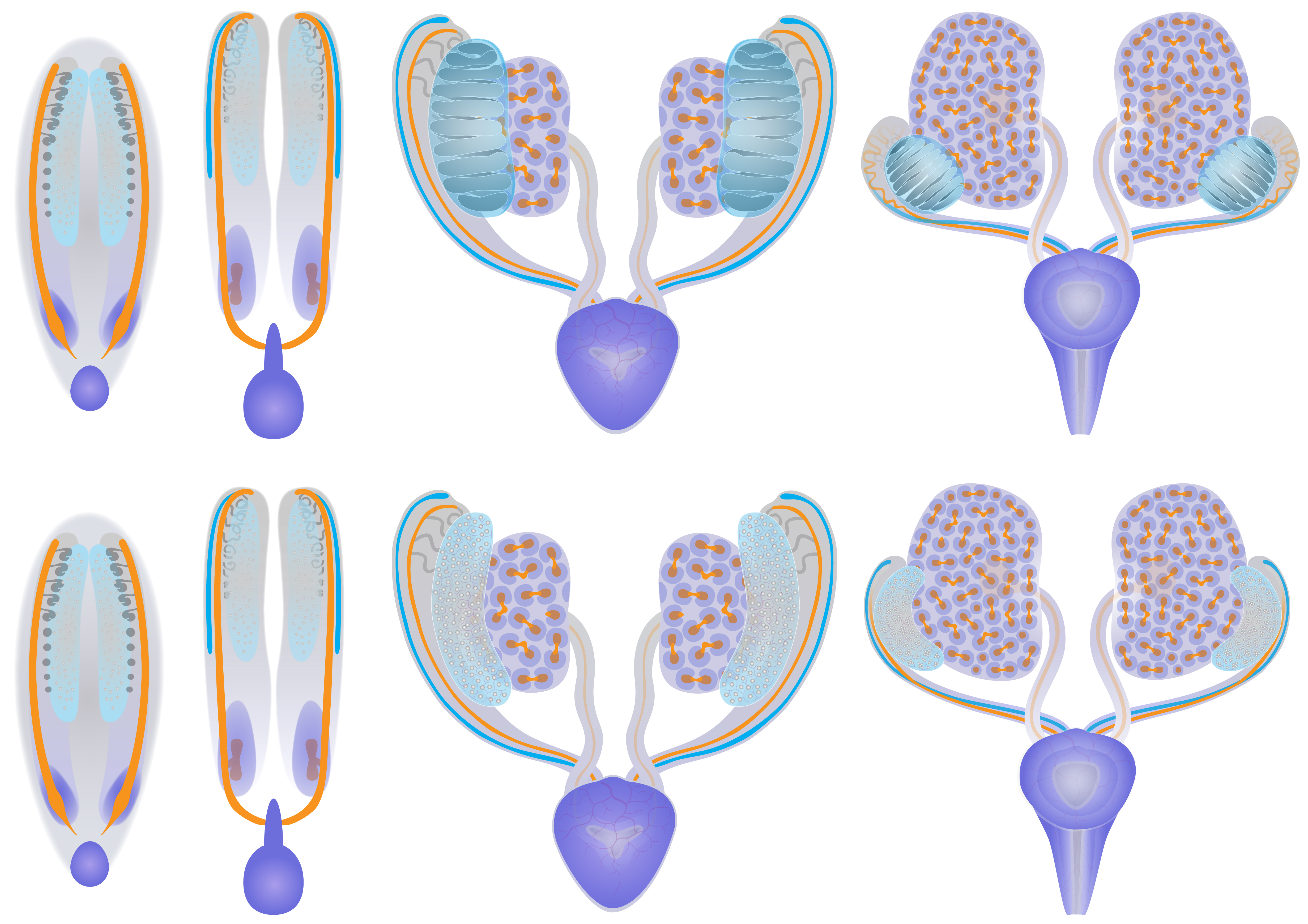 The developing urogenital system.
