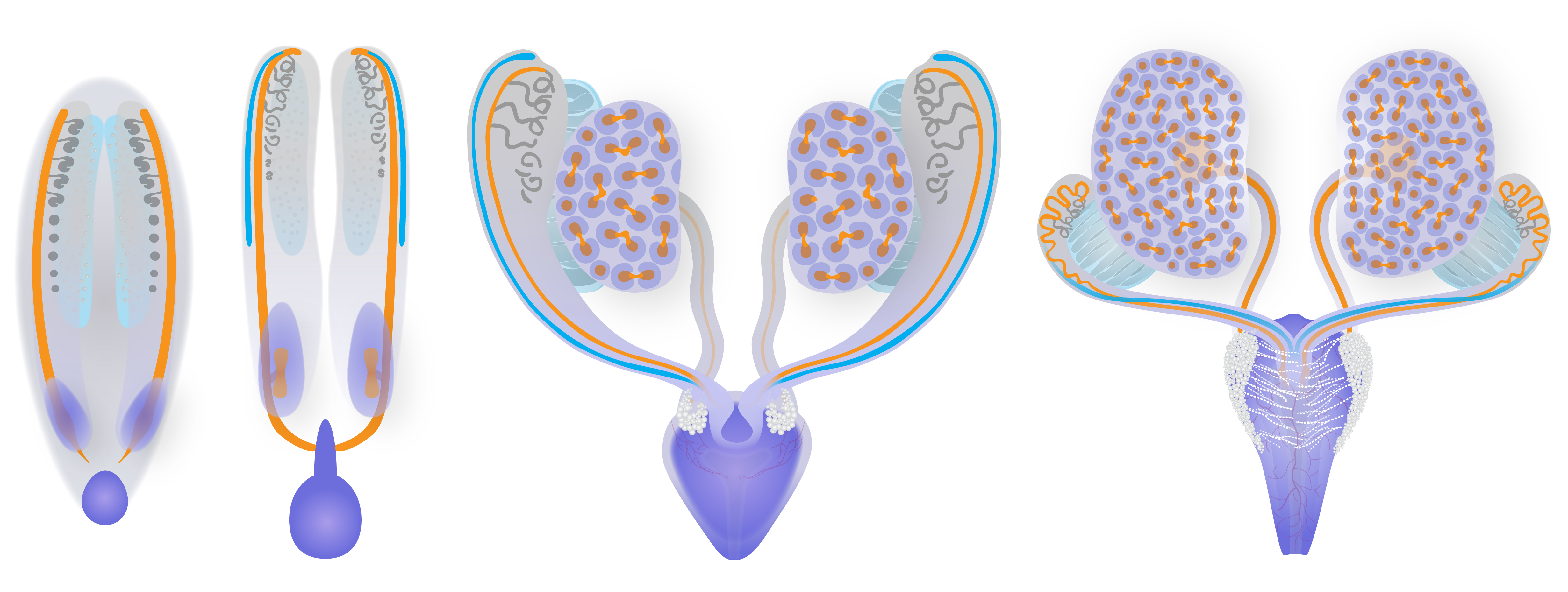 The developing urogenital system – dorsal views