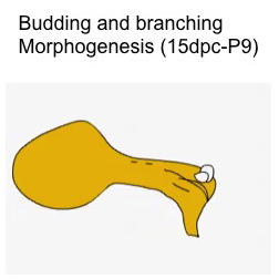 Movie of budding and branching phases