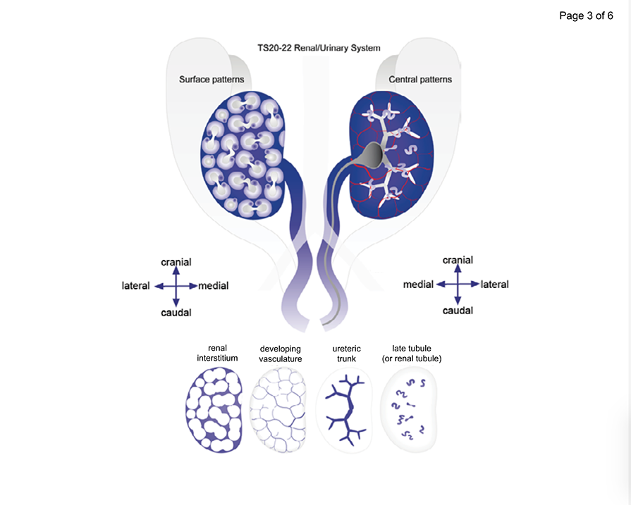 Developing kidney with deeper structures