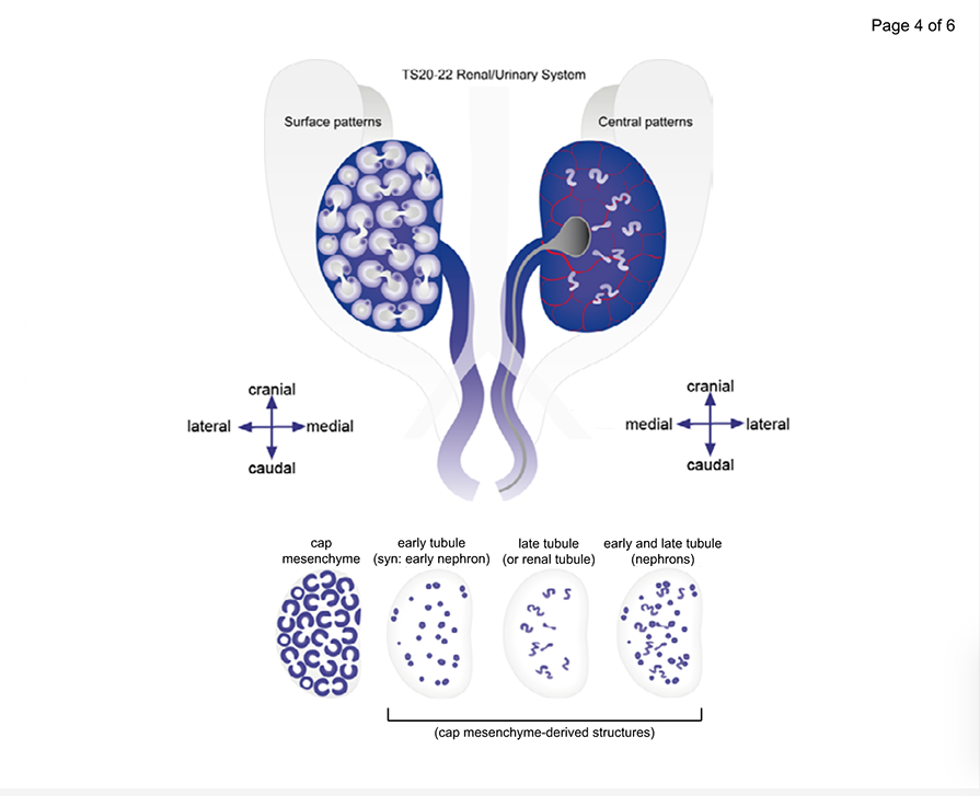 Developing kidney with nephrons