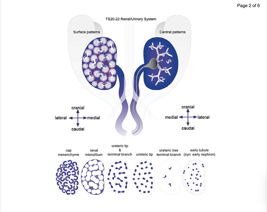 Developing kidney with subsurfaces