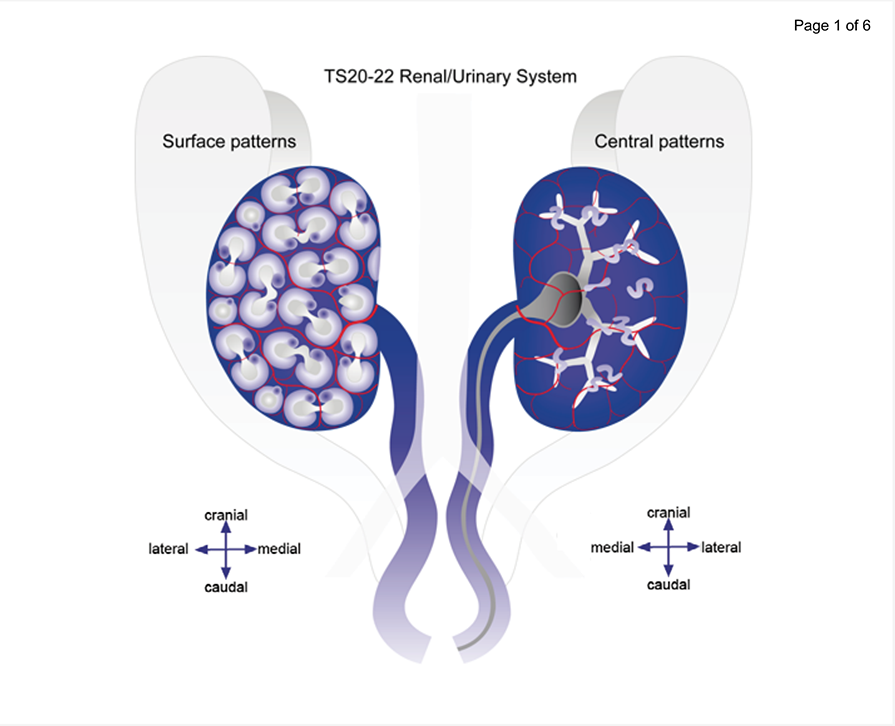 Developing kidney with surfaces