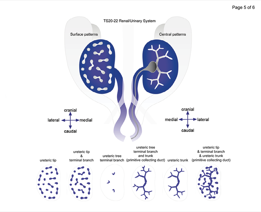 Developing kidney with ureteric bud and its derivatives