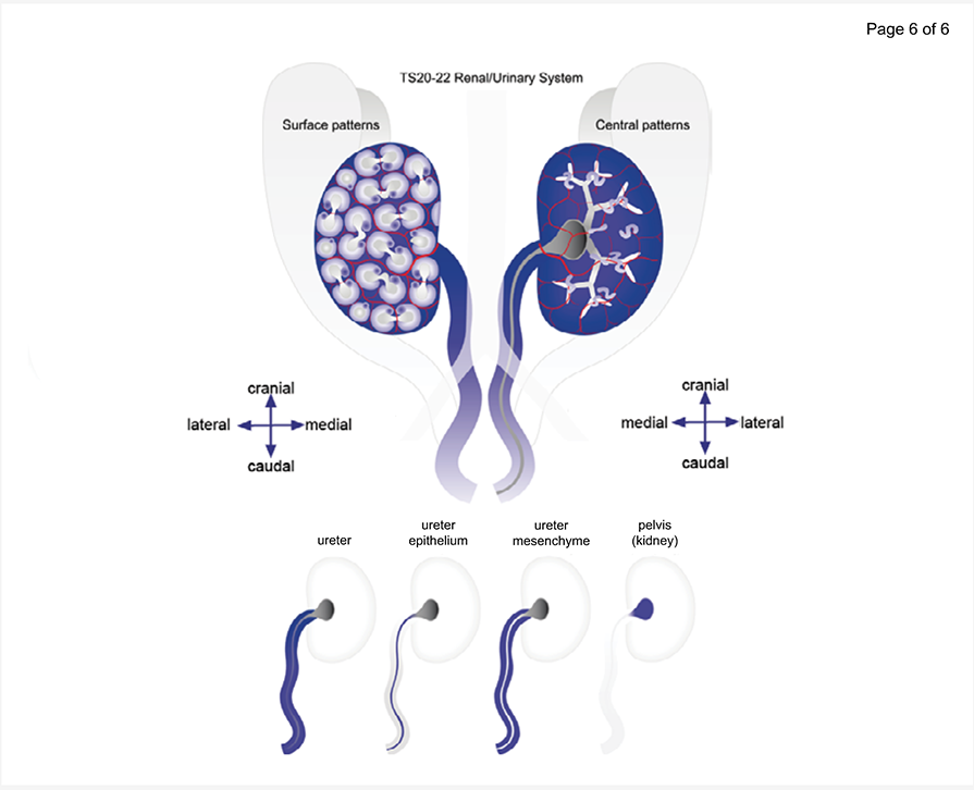 Developing kidney with ureter