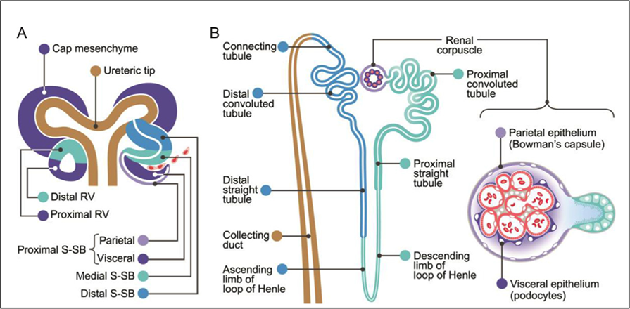 Diagram of the developing kidney