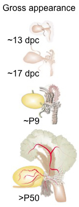 Gross eppearance of the LUT during morphogenesis