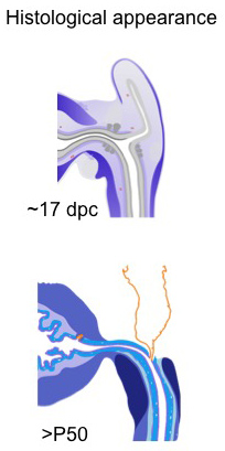 Histological eppearance of 17 dpc male mouse UGS and the P50 mouse prostate