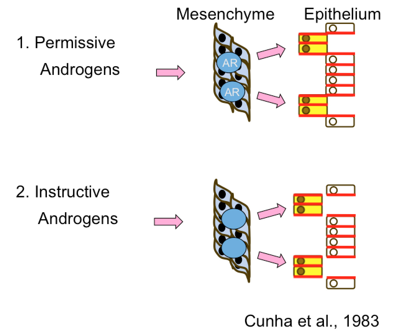 Illustration of permissive induction