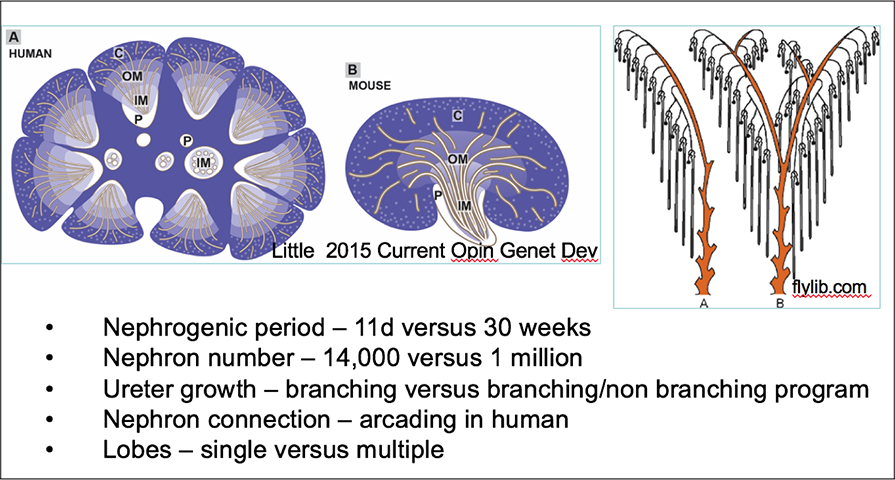 Comparing mouse and human kidneys